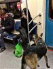 Ворон и собака в метро