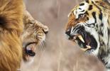 Лев и Тигр