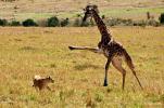 Охота на Жирафа