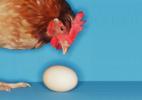 Фотоальбом «Курица и яйцо. »