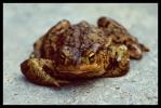 Фотоальбом «жаба»
