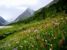 Альпийский луг на нижне-Ак-Кемском озере