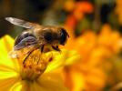 Фотоальбом «пчела»