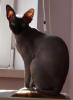 Фотоальбом «Лысый кот Тайсон»