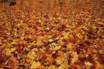 Фотоальбом «in  autumn »
