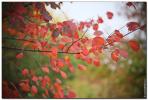 ветки с красной листвой осины