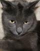 Фотоальбом «Любимый кот Осирис»