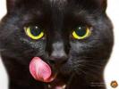 159 Черная кошка