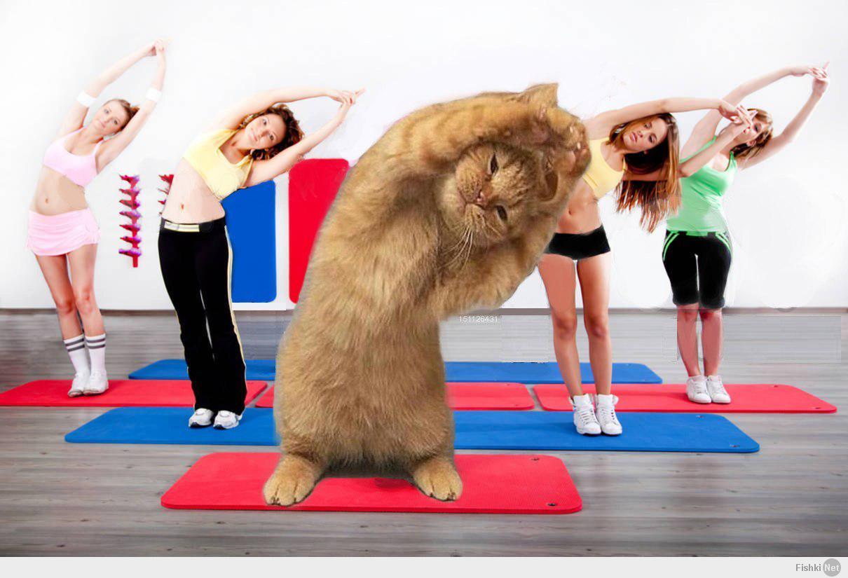 Вставай и шагай. Кот занимается спортом. Животные занимаются спортом. Смешная зарядка. Кот занимается физкультурой.