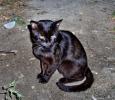 Маленькая черная кошка