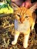 Рыжий крымский котенок
