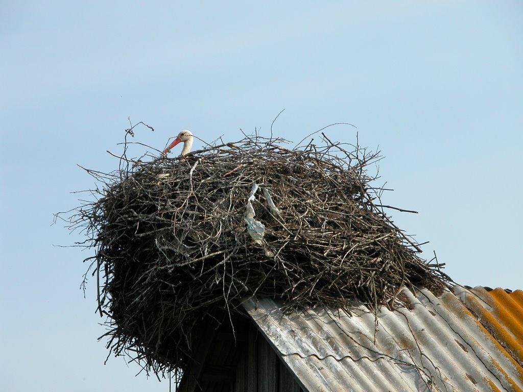 Под крышей дома свили гнездо. Аист свил гнездо на крыше. Гнездо аиста на крыше. Гнездо аиста на крыше дома. Гнездо аистов на крыше.