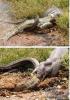 Питон сожрал крокодила
