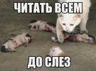 Убили котят у кошки