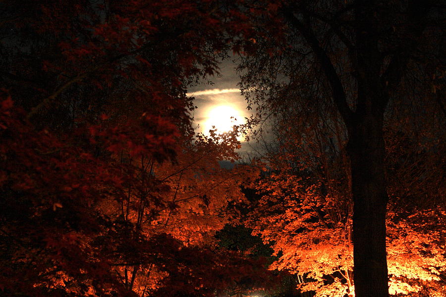 Ю в поздним вечером. Осенняя ночь. Осень вечер. Ночной осенний лес. Осенний вечер.
