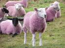 Розовые овцы