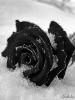 black rose