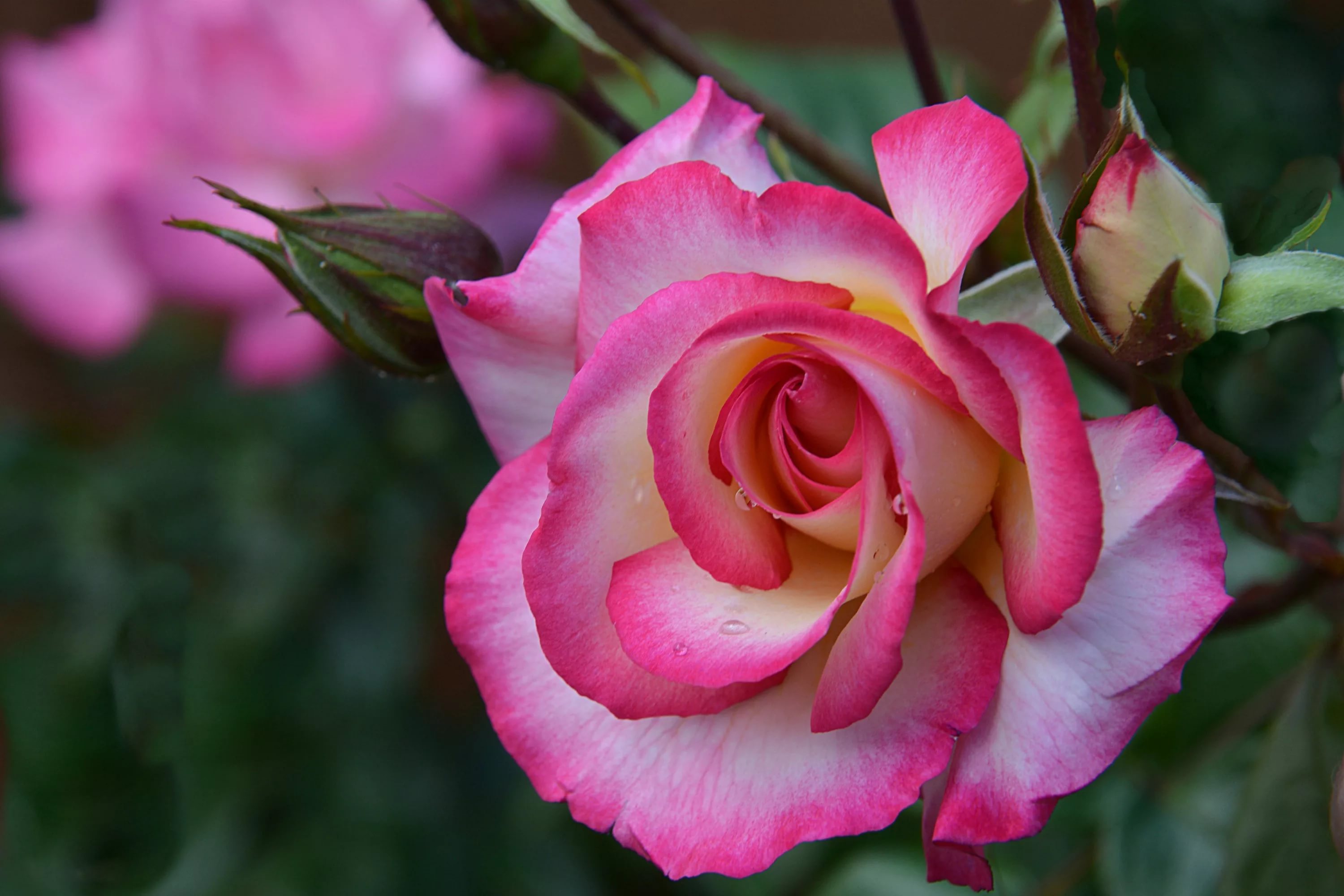 Цветы розы фото. Роза Бель Роуз. Роза хич Лендер. Роза Конкорд. Роза калиоказали.