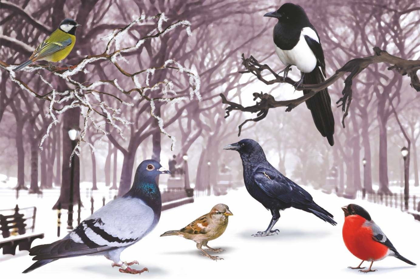 Зимние птицы для детей