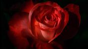 Фотоальбом «Розы дивный цвет»