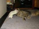 Фотоальбом «кошка + мышка»