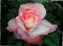 Роза, для самой прекрасной!
Подарок от автора Старый Бармен
