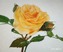 Чайная роза.
Подарок от автора Евгений Бородовицын
