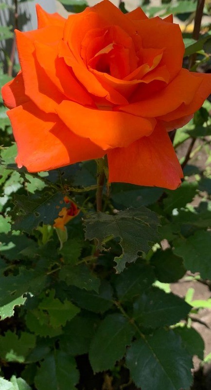 Прекрасная роза для прекрасной Леди.