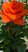 Прекрасная роза для прекрасной Леди.
Подарок от автора Андрей Ников