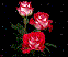 Розы красные
Подарок от автора Храпов Владимир Викторович
