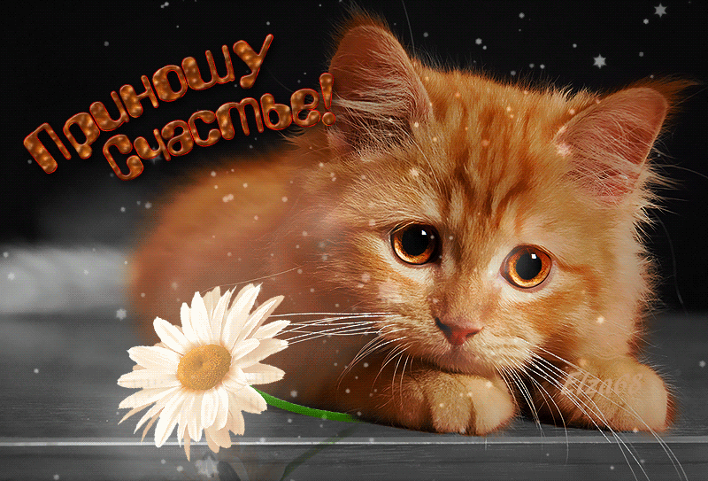 Рыжий кот открытка. Добрый вечер рыжий кот. Доброго дня котики. Кот пожелание счастья.