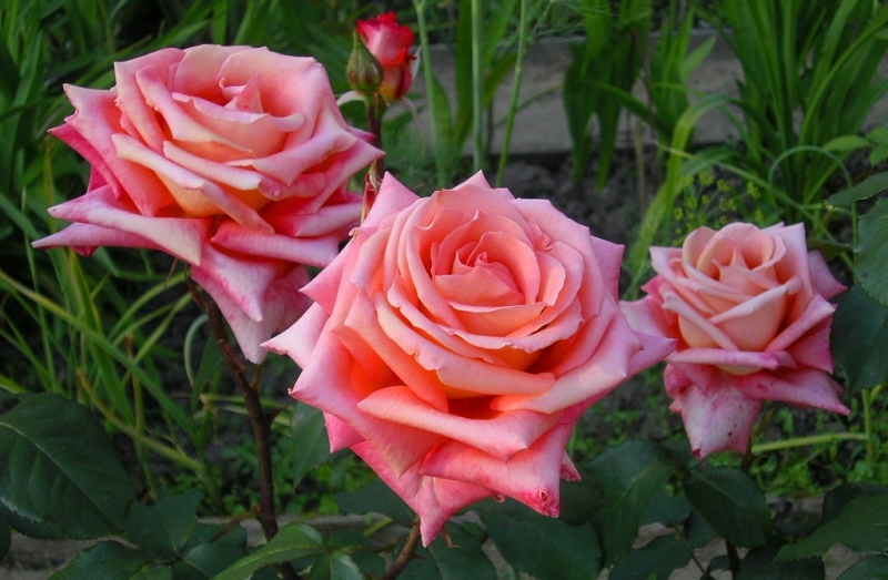 Розы из моего сада для прекрасной Татьяны.
