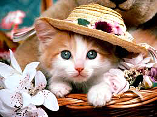 котенок в шляпе