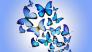 Бабочки
Подарок от автора Надежда Жукова