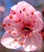 Цветок персика
Подарок от автора Елена Галкина