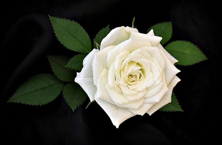 Белая роза...