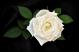 Белая роза...
Подарок от автора Фиалка