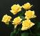 Жёлтые розы
Подарок от автора Алексэндр РОСТОВ