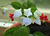 Клеродендрон - цветок счастья
Подарок от автора Петр Петрицкий (Иван Алехин)