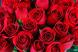 Красные розы
Подарок от автора Гасникова Ирина