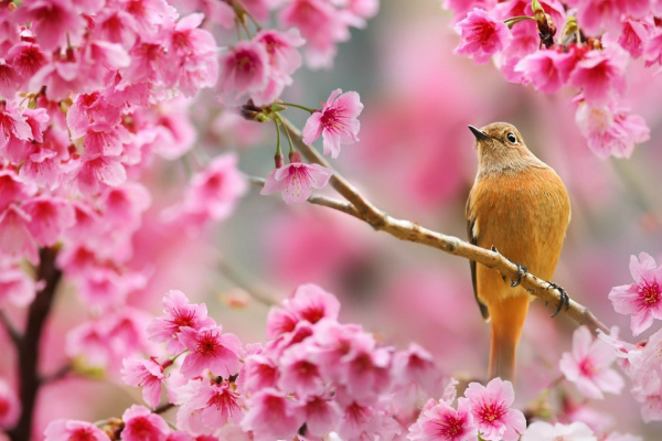 Весна — пора любви и вдохновения!