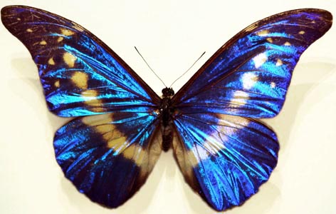 Очень красивая бабочка