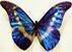Очень красивая бабочка
Подарок от автора Елизавета Носкова