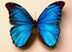Ну очень красивая бабочка
Подарок от автора Ирина Омежина