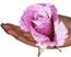Роза на ладошке...
Подарок от автора Януш Мати