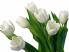 Тюльпаны белые...
Подарок от автора Петр Петрицкий (Иван Алехин)