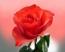 Красная роза!
Подарок от автора Ваня Грозный