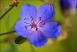 Синенький цветочек
Подарок от автора Galochka