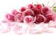 Розы - для Вас!:-)
Подарок от автора Фиалка