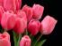 Нежные тюльпаны.
Подарок от анонимного автора
